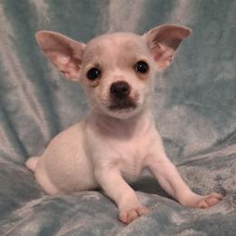 MILO - Cream and white male Chihuahua puppy in Branford, Florida from Mbjs Doxies and chihuahuas