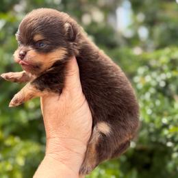Rynlee - Chocolate and tan female Pomeranian puppy in Newport Beach, California from Exotic City Pomeranians and chihuahuas
