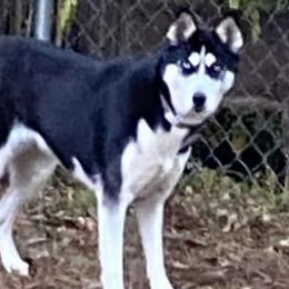 Siberian Huskies from Hardin Howls Huskies