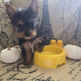 Yellow Girl - Black and tan female Yorkshire Terrier puppy in St. Louis, Missouri from Yorkieville - Shih Tzu Nation