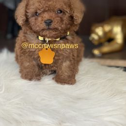 Cavapoo, Maltipoo, and Poodle Puppies from McCraws N Paws