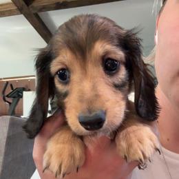 Ray - Cream male Dachshund puppy in Boyd, Texas from R&R Animal Farm