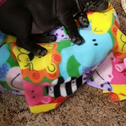 French Bulldog Puppies from Ginny's Frenchie's