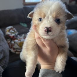 Hermione - Blue merle female Australian Shepherd puppy in Nicktown, Pennsylvania from Moss Crick Australian Shepherds