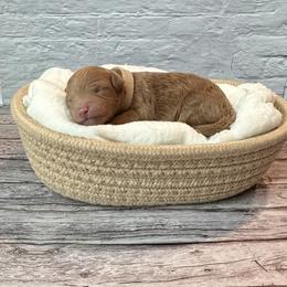 Prosper (AKC) - Red  male Poodle puppy in Riverside, California from Red Toy Poodle World