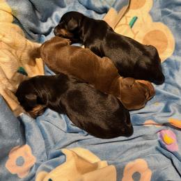 Chip - Chocolate and cream male Dachshund puppy in Hutto, Texas from B & D dachshunds