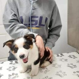 American Corgi and Pembroke Welsh Corgi Puppies from 101 Corgis