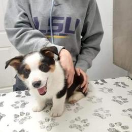 American Corgi and Pembroke Welsh Corgi Puppies from 101 Corgis