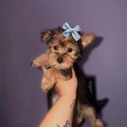 Traditional Male - Black and tan male Yorkshire Terrier puppy in Billingsley, Alabama from Southern Yorkies of Bama