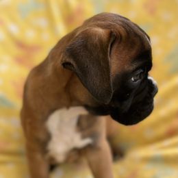 Boxer Puppies from Von Royal Dell’Infinite