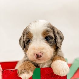 Cranberry - Blue merle female Bernedoodle puppy in Hudson, Indiana from TurkeyCreek-K9