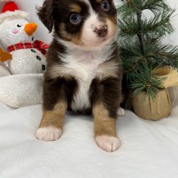 Pup Loops - Red tri-color female Miniature American Shepherd puppy in South Branch, Michigan from Ross Ranch Mini and Standard Aussie's
