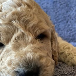 Boy 3 - Goldendoodle puppy in Reno, Nevada from B Doodles