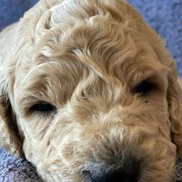 Boy 3 - Goldendoodle puppy in Reno, Nevada from B Doodles