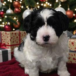 Elsa - Black and white female Aussiedoodle puppy in Lebanon, Oregon from Abbott Family Farm
