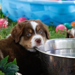 Miniature American Shepherd Puppies from Stones River Mini American Shepherds