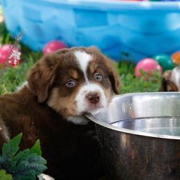 Miniature American Shepherd Puppies from Stones River Mini American Shepherds