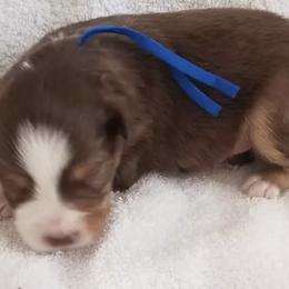 Australian Shepherds from Mike's Mini Australian Pups