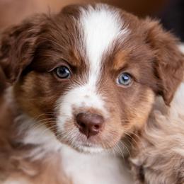 Purple Girl (waiting for you to name her) - Red tri-color female Australian Shepherd puppy in Canby, Oregon from Minuet Australian Shepherds