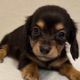 2,675 Pink Girl - Black and cream female Dachshund puppy in Horizon City, Texas from Willipaws