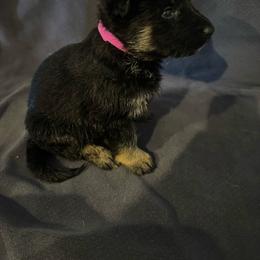 Magenta - Black and tan female German Shepherd puppy in La Follette, Tennessee from Moore German Shepherds