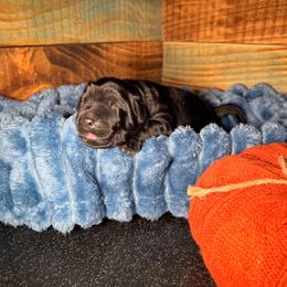 One - Black female Newfoundland puppy in Tully, New York from Bear Paw Newfoundlands