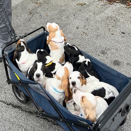 Basset Hound Puppies from Bear’s Bassets