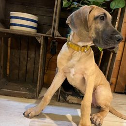 Yellow - Fawn male Great Dane puppy in Aspers, Pennsylvania from Elja Danes