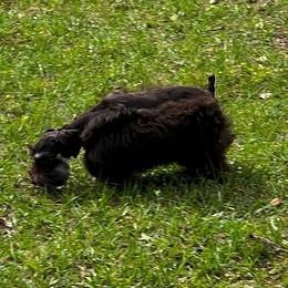 Phoenix - Miniature Schnauzer