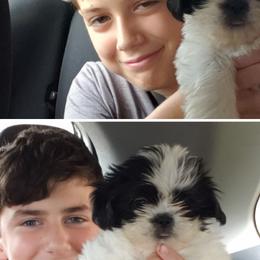 Shih Tzus from Farm Animal Mommy Shih tzu's