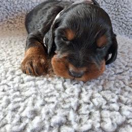 Boy 2 - Black and tan male Gordon Setter puppy in Potosi, Wisconsin from Point and Flush Gun Dogs
