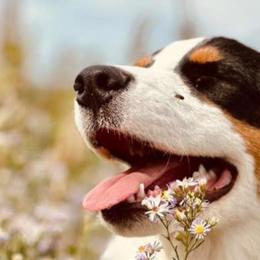 Australian Shepherds from Dancing M Kennels