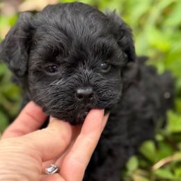 Sabbath - Black male Maltipoo puppy in Lebanon, Kentucky from Mosaic Merle Doodles
