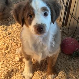Prancer - Red tri male Toy Australian Shepherd puppy in Menan, Idaho from Teton Toy Aussies