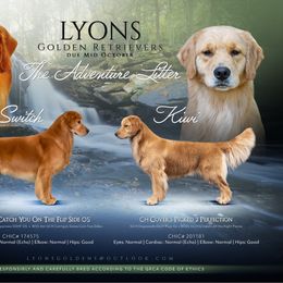 Golden Retriever puppies from Lyons Golden Retrievers