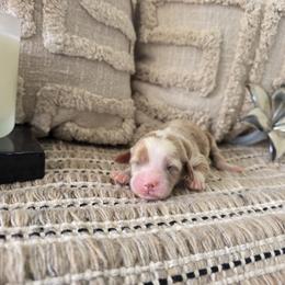 Monica - Red  female Goldendoodle puppy in Floyd, Virginia from Hearts and Paws Poodles and Doodles
