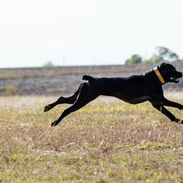 Cane Corso from Zenith Cane Corso