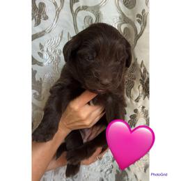 Miracle - Brown female Newfoundland puppy in New Paris, Ohio from Beatty Newfies