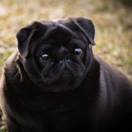 Penny - Pug