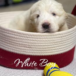 White Boy - White male Great Pyrenees puppy in Red Bluff, California from River's Bend Walnut Orchard