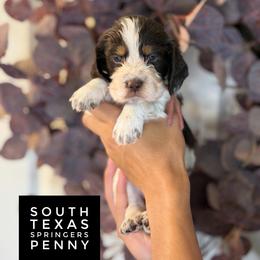 Penny - Liver and white female English Springer Spaniel puppy in Brownsville, Texas from South Texas Springers