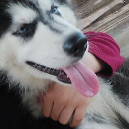 Alaskan Husky Puppies from Mawlawi Huskies