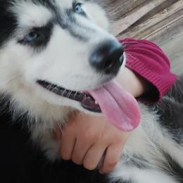 Alaskan Husky Puppies from Mawlawi Huskies