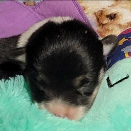 Lilac bandana girl - Black and tan female Pembroke Welsh Corgi puppy in Cherokee, Oklahoma from MCS Farms-OK