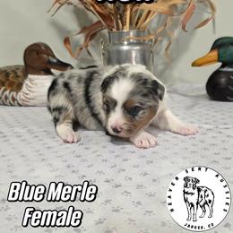Nell - Blue merle female Miniature Australian Shepherd puppy in Jaroso, Colorado from Heaven Sent Aussies