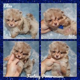 Elias - Chocolate merle male Pomeranian puppy in Anna, Texas from Fantasy Pomeranians & Fantasy Aussies