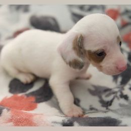 Dachshund Puppies from Purpleheartdoxies