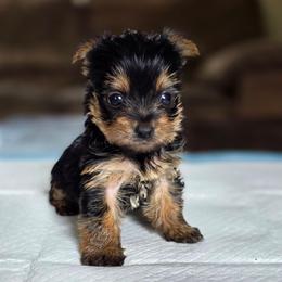 Olive's Boy 2 - Black and tan male Yorkshire Terrier puppy in Aiken, South Carolina from Sio's Yorkies