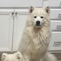 Samoyed Puppies from Hill Country Samoyeds