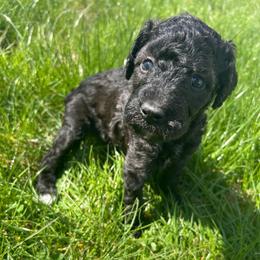 Iris - Black female Poodle puppy in Little Compton, Rhode Island from Shippee’s Standards